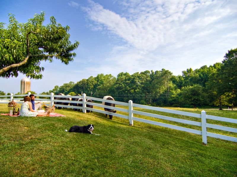 DogFriendly Hotels Where Man’s Best Friend Is King